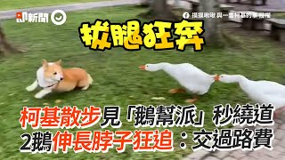 柯基見鵝群急繞道仍被2鵝伸長脖子狂追寵物野生動物狗