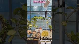 #꾸꾸기다육 #갑자기ㅈ천둥번개#갑자기쏟아지는비