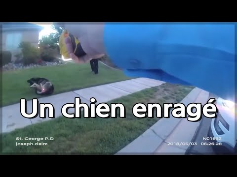 Vidéo: L'homme Mord Un Chien Policier