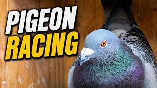 Mudgee to Sydney Pigeon Race!