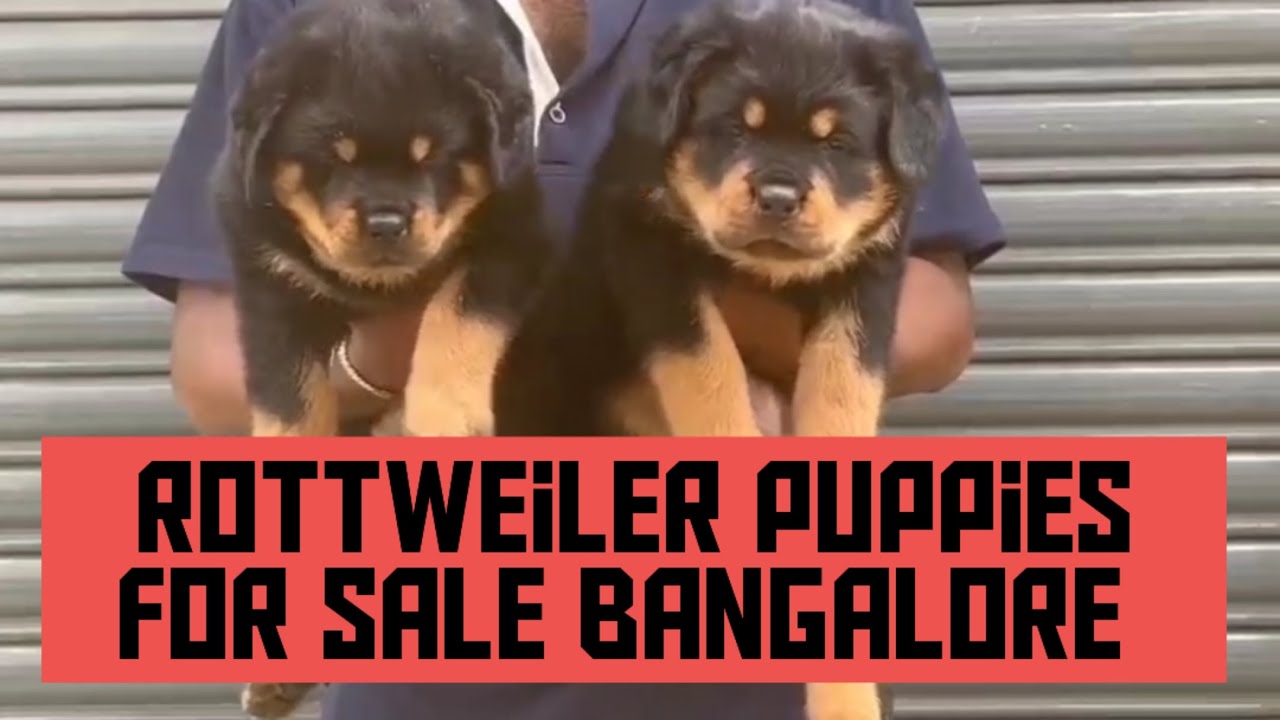 rottweiler female puppy for sale Bangalore 8431981836 epa61 YouTube