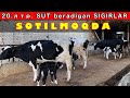 SUTI🍼 DAXSHAT SIGIRLAR🐄 SOTILADI. 20л. dan SUT BERADI