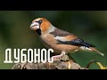 Жизнь обыкновенного дубоноса - Птицы России - Фильм 49 (Coccothraustes)