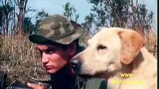 "A Breed Apart"  Combat Trackers And Their Dogs In The Vietnam War