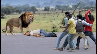Lion Attack Man in Forest | Lion Attack Hunter | Lion Attack Stories Part 24