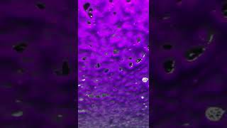 Tidal Wave Car Auto Spa screenshot 5