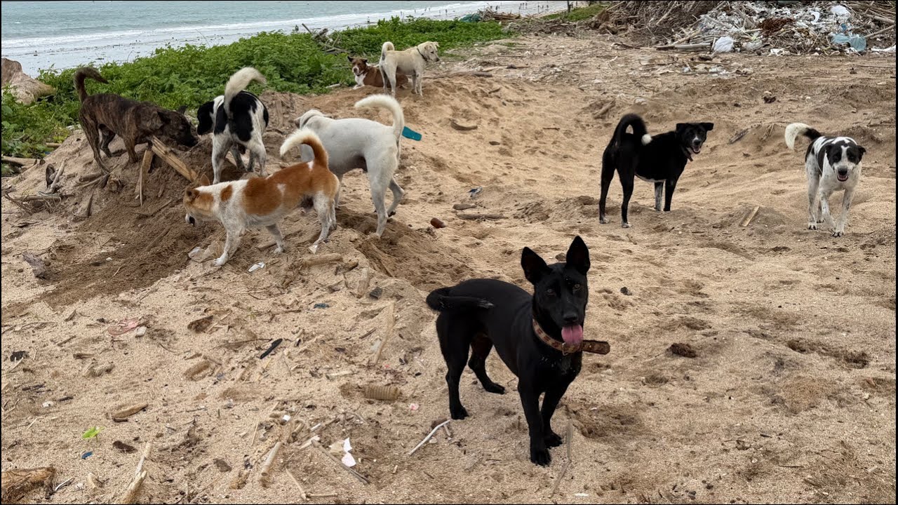 Daily feeding routine for stray dogs.