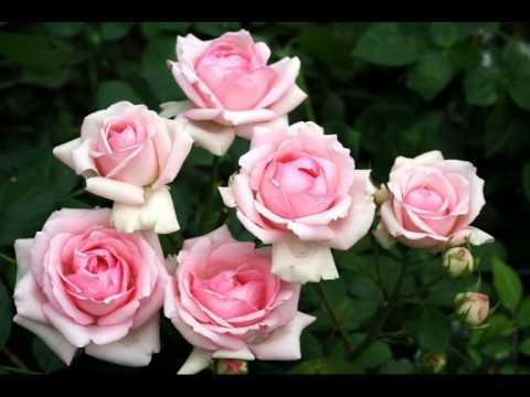 Видео: Цвете с розови цветя: красота в букет и в цветна леха