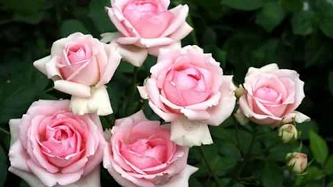 Можно ли на похороны розовые розы