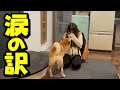 初めて娘が泣いて帰って来た日…心配する柴犬姉妹、涙のわけは…
