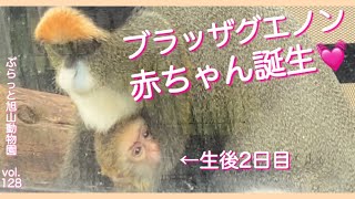 生後2日目の赤ちゃんに会えたブラッザグエノン。旭山はベビーラッシュ@旭山動物園vol.128/I met a Cercopithecus neglectus  baby