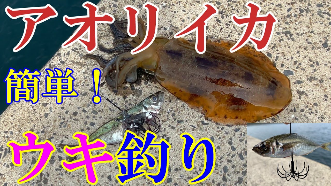 【アオリイカ】簡単！ウキ釣り！このかけひきが面白い～♪１度バラしてもあきらめるな！悔しい思いをしない為にも、この動画を観て下さい☆＃釣り＃防波堤＃アオリイカ＃春イカ＃アオリイカウキ釣り＃ウキ釣り