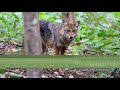 Golden Jackal Sounds - Howling & barking calls from a wild jackal in Thailand