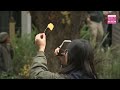 Tokyo's famous Gingko Avenue is to be lit up