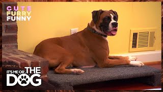 Victoria Calms Samson After Electric Fence Trauma | It's Me or the Dog US | S1 E4