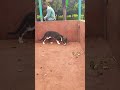 बिल्ली तेंदुआ स्टाईल मे दिखी #new #viral #youtubeshort #animals