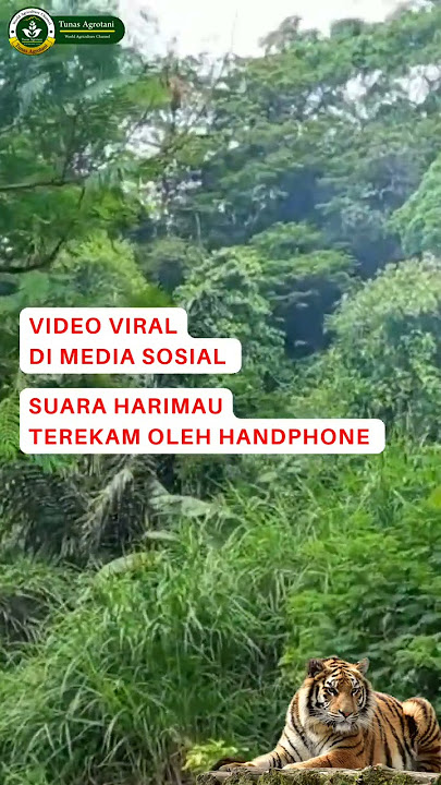 Terdengar Suara Harimau || Warga Ketakutan #shorts #harimau