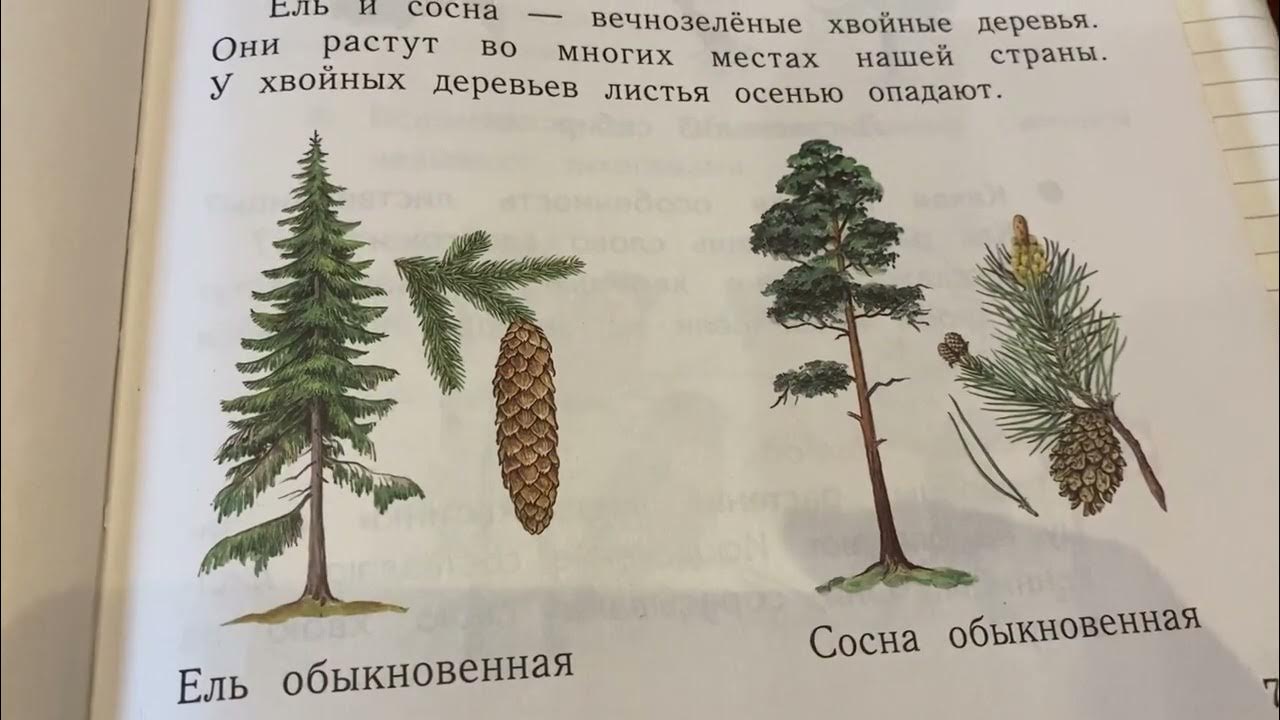 Хвойные 1 класс