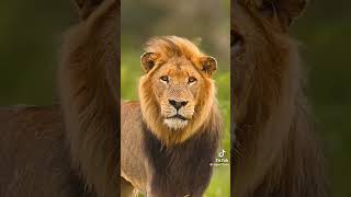 #funny #best video 😁#tiger #animals #leopard #attitude Short video