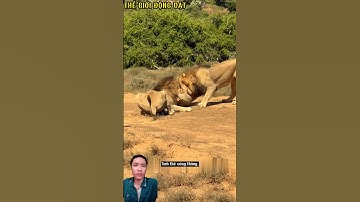 Sư tử đực giành giật con lợn rừng vừa bị hạ gục. #shortvideo #shorts  #thegioidongvat.