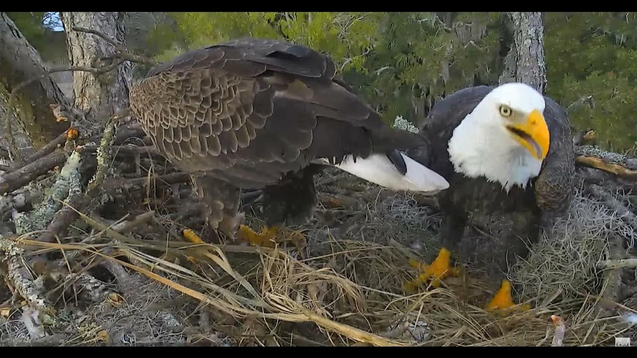 NEFL Eagle Nest Bieliki amerykańskie Gabrielle & Samson &1 jajko 🥚🌹🌹🌹 Ryba dla Gabi 18/12