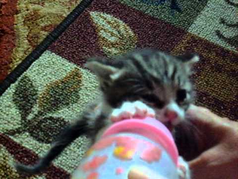 Βίντεο: Γιατί η γάτα δεν θέλει να ταΐσει τα γατάκια