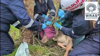 Fallow Buck Entanglement Newick 7th Nov 2025 YT Logoed