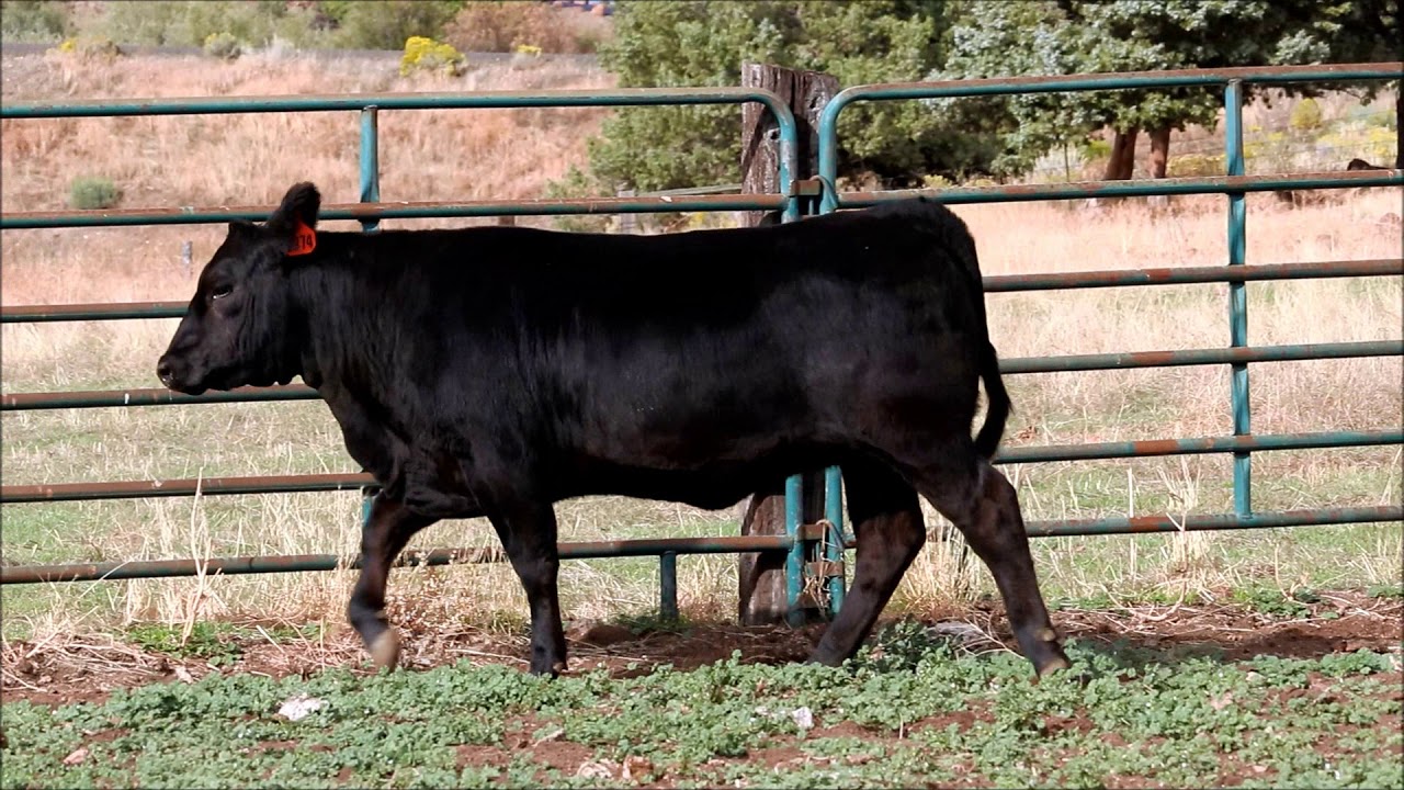 Oregon Angus Online Select Sale Lot #12