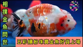 相撲金魚強勢來台色彩繽紛的珠寶金魚體型上繼續突破自己的紀錄好魚不手軟喜歡的通通帶回台灣跟大家分享