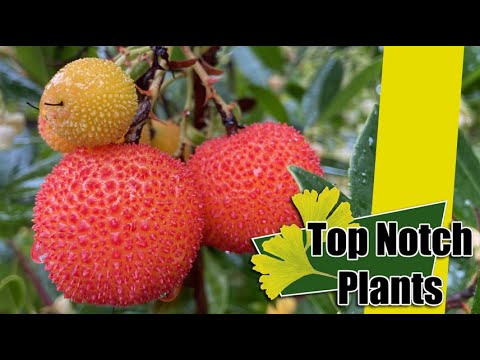 Video: Saan lumalaki ang strawberry tree?