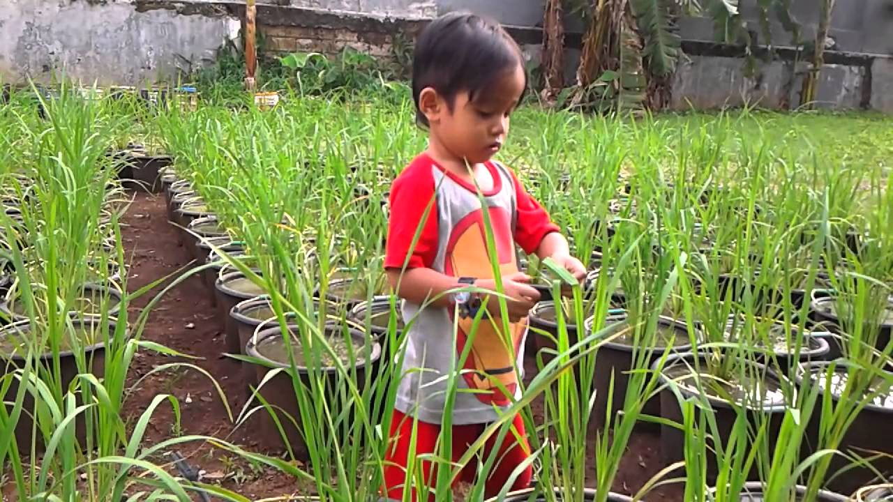 Tanam padi di ember 
