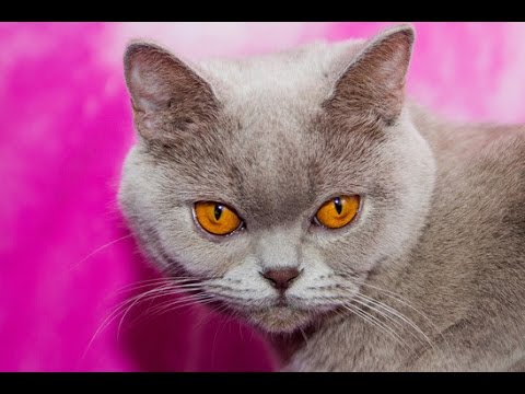 Чем кормить беременную  британскую  кошку?