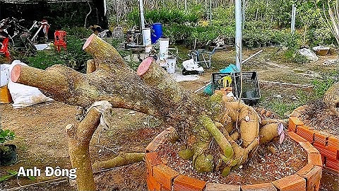 Phá thế 2 cây Lộc vừng