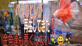 ベタのヒレが再生してきた 金魚達も悪くない Youtube