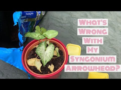 Syngonium Arrowhead, Help, Care Tips, and Problem Investigation