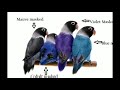 Nama Burung Lovebird Termahal