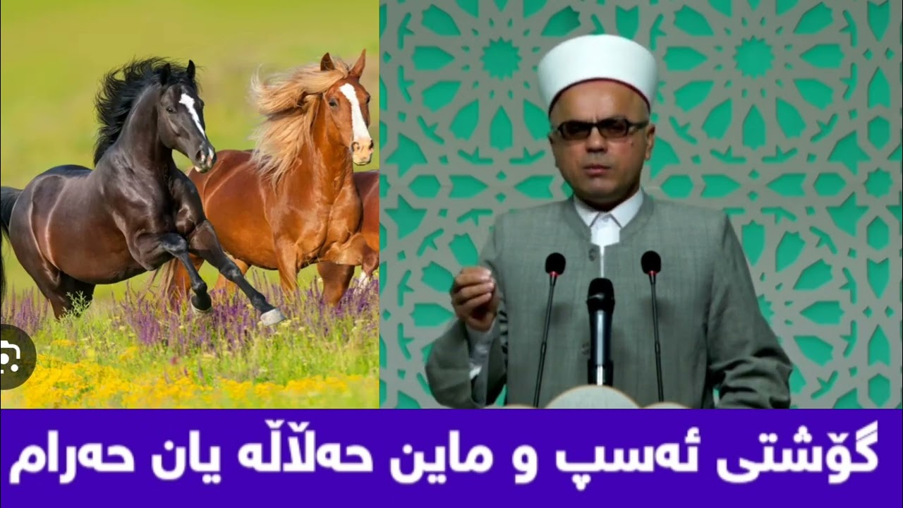 گۆشتی ئەسپ و ماین حەڵاڵە یان حەرامە مامۆستاتاهیرکەلەباشی