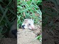 Auf meinem Kanal findet ihr Livestreams zu Feldhamstern. Einen vom Bauausgang und einen aus dem Bau