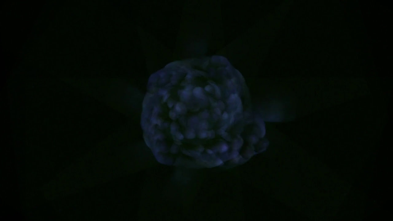 Florian Weiss' Woodism - Tanz der Blauwale