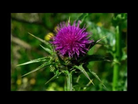 Video: Informācija par Mitraria Coccinea - kā audzēt ērkšķu puķu stādus