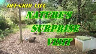 Macropod Video - A Magical Journey ,(Cabin life Australia) by MrWallace54 128 views 6 months ago 3 minutes, 39 seconds