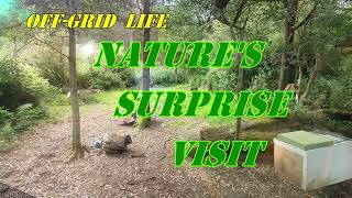 Macropod Video  A Magical Journey ,(Cabin life Australia)