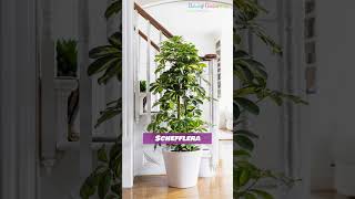 Beautiful Straight Growing Houseplants #shorts #houseplants