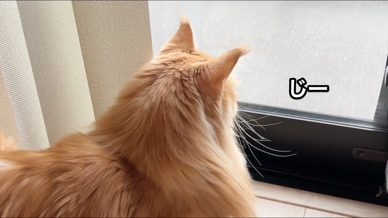 初めて見る雪に興味津々の猫 大きい猫 メインクーン Youtube 初めて見る雪に興味津々の猫 大きい猫 メインクーン Youtube