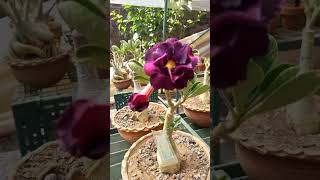 How do you keep a desert rose blooming? | Blooming Double Petaled Desert Roses