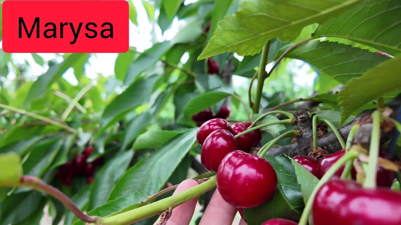 Marysa Gilas Sortu Gizela 6 üzərində