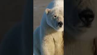 الدب القطبي ٧