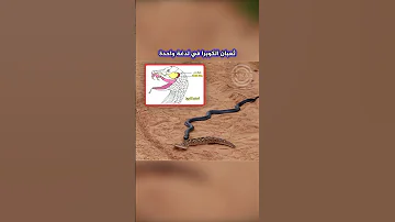 عندما يصبح المفترس الفريسة شاهد هذه اللقطة النادرة لثعبان الكوبرا والأفعى النفاثة Shorts 