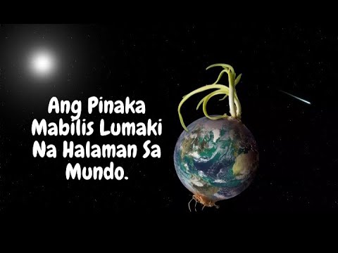 Video: Gaano Kabilis Ang Paglaki Ng Kawayan?