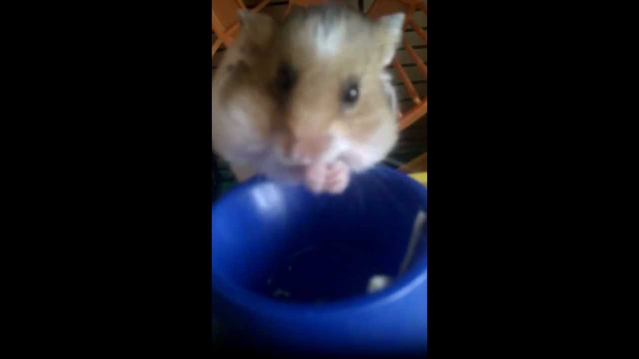 Jimmy How the Cute Hamster Storing Food YouTube